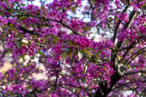 Pink apple blossom tree , Spring flowers of heavenly apples Stock Photos