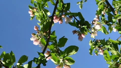 Pink apple blossoms  on a branch, vertical Видео 334179537