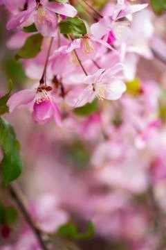 Pink Apple Blossoms Stock Photos