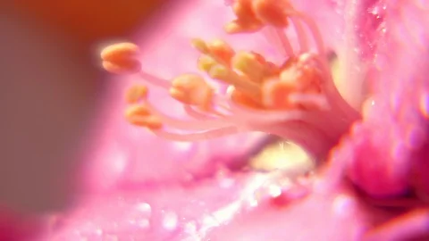 Pink apple flower closeup with changing focus. Morning dews on sensual petals 動画素材 123428206