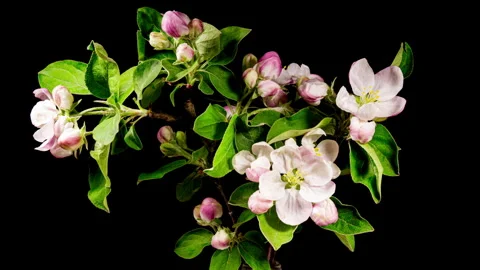 Pink Apple Flowers Blooming in Time Lapse on a Black Background. Spring Tre.. Stock Footage 334120733