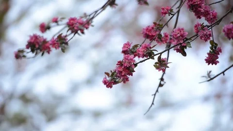 Pink apple flowers close up Video stock 82530427