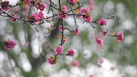 Pink apple flowers close up Video stock 82530431