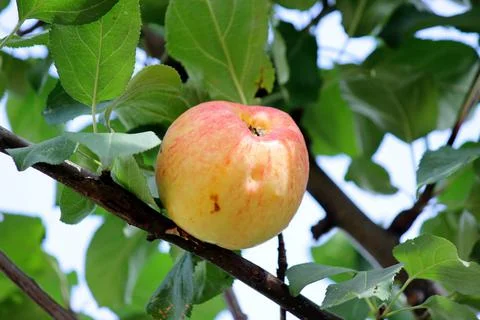 Pink apple hanging on the tree Stock Photos