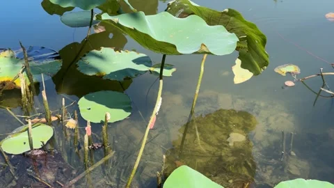 Pink Apple Snail Eggs Clinging to Lotus Stems Video stock 342595957