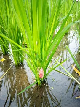 Pink Apple Snail Eggs Stock Photos
