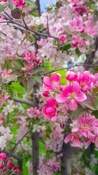 Pink apple tree in bloom on warm spring day Stock Photos