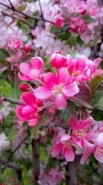 Pink apple tree in bloom on warm spring day. Close-up Stock Photos