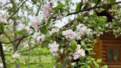 Pink apple tree blooms in the garden of a small country wooden cottage cabin Vídeo Stock 243939377