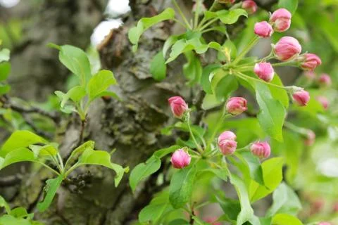 Pink apple tree buds on leafy branch Stock Photos