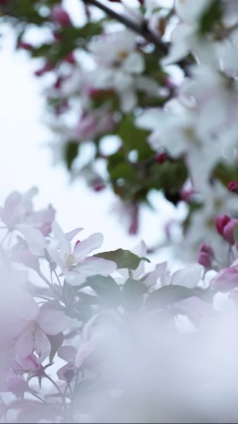 Pink apple tree flowers. Apple blossom in spring Stock Footage 308529060