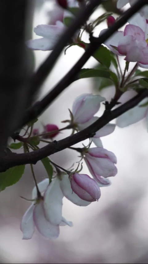 Pink apple tree flowers. Apple blossom in spring 库存影片 308529061