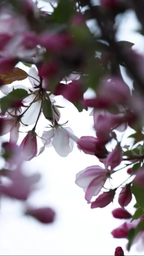 Pink apple tree flowers. Apple blossom in spring Stock Footage 308529064