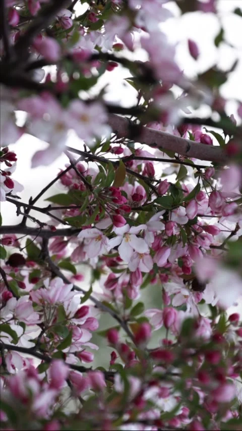 Pink apple tree flowers. Apple blossom in spring Stock Footage 308529085