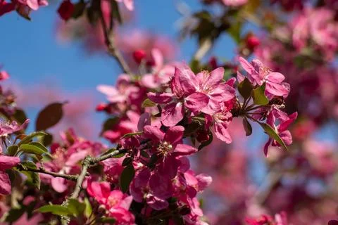 Pink apple tree flowers bloom close-up on blue sky Stock Photos