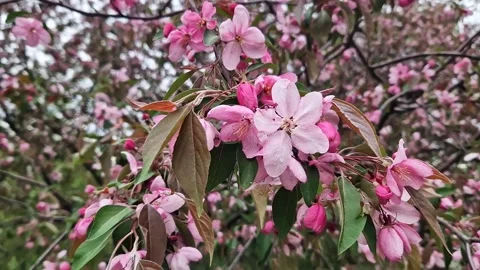 Pink apple tree flowers close up. Spring background with flowers Stock Footage 272912710