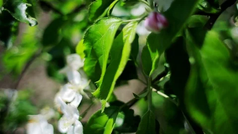Pink apple tree flowers Stock Footage 75640626
