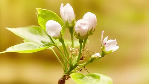 Pink apple tree flowers Видео 158499993