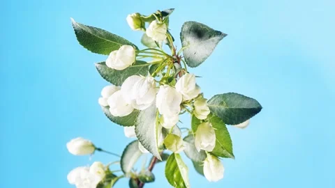 Pink apple tree flowers Video stock 211091258