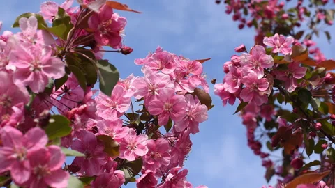 Pink apple tree flowers, Spring background, Decorative apple tree Stock Footage 270098706