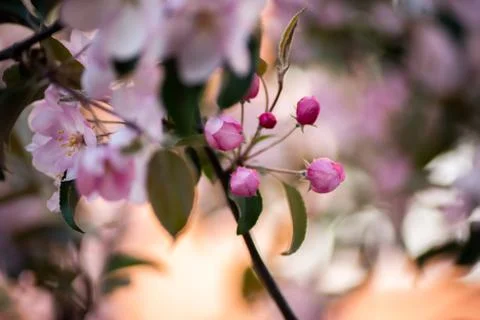 Pink apple tree flowers in spring garden Stock Photos