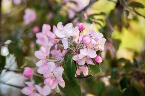 Pink apple tree flowers in spring garden Stock-Fotos