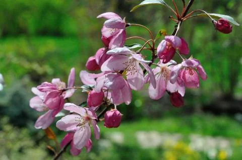 Pink apple tree Stock Photos