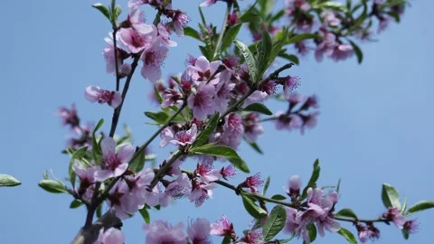 The pink apricot flower Seamless pattern with branch Stock Footage 153719252