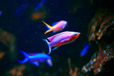 Pink aquarium fish 스톡 사진