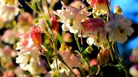Pink aquilegia Stock Footage 76837258