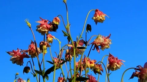 Pink aquilegia Stock Footage 76848844