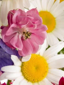 Pink Aquilegia Foto stock