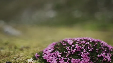 Pink Arctic Flowers - Rack Focus Video stock 52883015