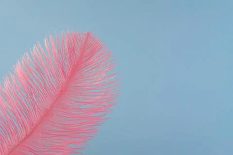 Pink artificial feather close up 스톡 사진