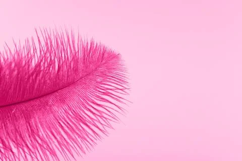 Pink artificial feather close up 스톡 사진