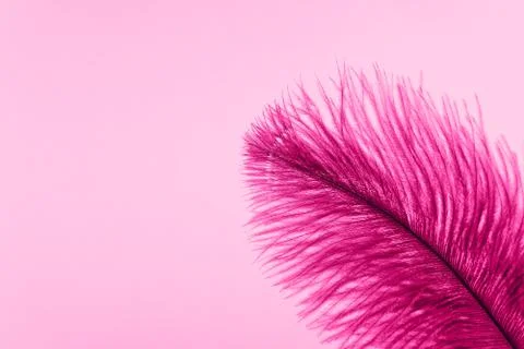 Pink artificial feather close up 스톡 사진