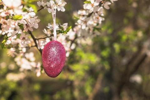 Pink artificial glitter Easter egg hanging on flowering branch of a spring tree Stock Photos