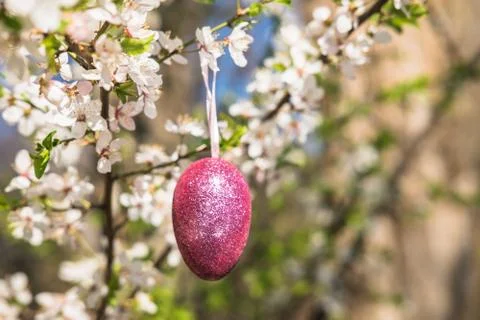 Pink artificial glitter Easter egg hanging on flowering branch of a spring tree Stock Photos