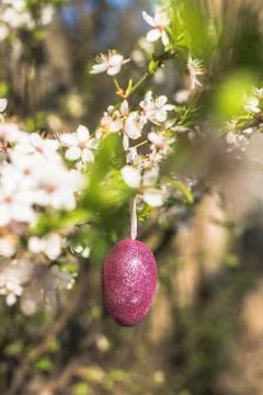 Pink artificial glitter Easter egg hanging on flowering branch of a spring tree Stock Photos