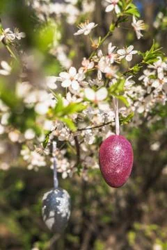 Pink artificial glitter Easter egg hanging on flowering branch of a spring tree Stock Photos