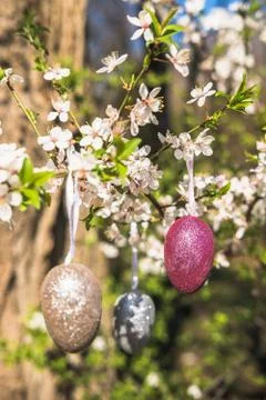 Pink artificial glitter Easter egg hanging on flowering branch of a spring tree Stock Photos