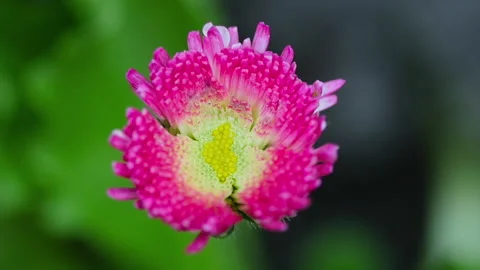 Pink aster on blurred background Stock Footage 165835777