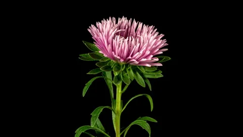 Pink Aster Flower Blossoms. Time Lapse of Beautiful Pink Aster Flower Openi.. Stock Footage 345217941