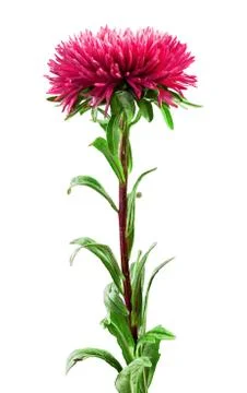 Pink aster flower Stock Photos