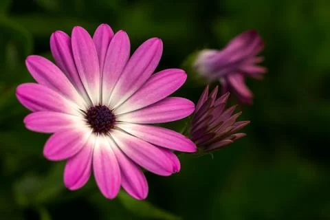 Pink aster flower Stock Photos
