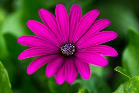 Pink aster flower Stock Photos