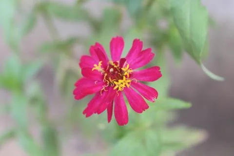 Pink Aster Flower Stock Photos