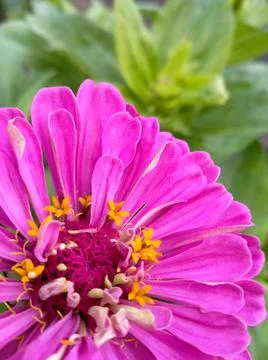 Pink aster flower Stock Photos