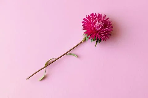 Pink aster flower Stock Photos