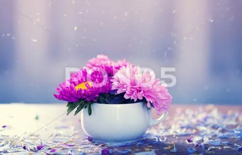 Pink aster flowers in a vase Stock Photos